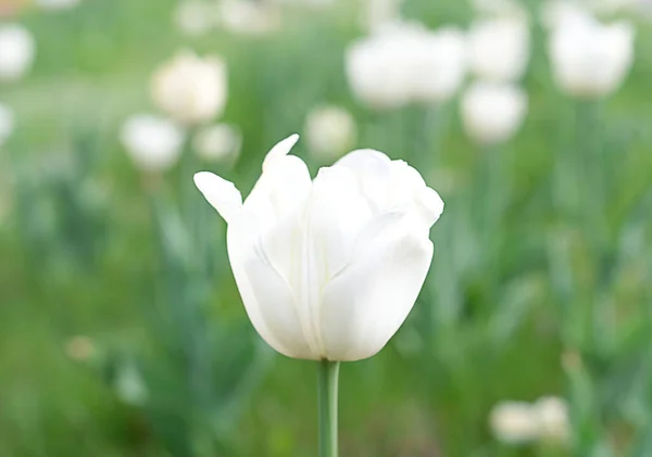 Naturaleza. Glade con blanco delicado y hermoso tulipanes brillantes primavera. Foco suave. Fondo, postal. — Foto de Stock