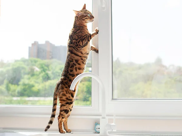 Animal. Home thoroughbred beautiful striped bengal cat stands near the open window. Inhales fresh air. Soft focus.