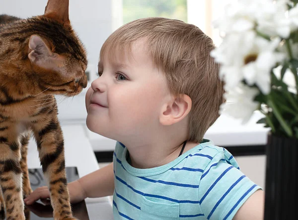 Animal. bengal striped cat plays with a little boy near the window in the home interior. Soft focus