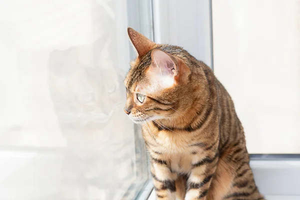 Djur Bengalisk Randig Vacker Katt Tittar Genom Fönstret Mjukt Fokus — Stockfoto