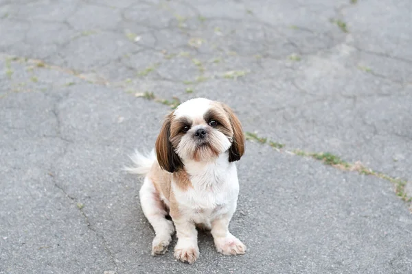 Hayvanlar Güzel Bir Evcil Safkan Shih Tzu Köpeği Yazın Dışarıda Stok Fotoğraf