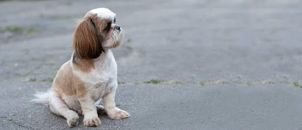 Hayvanlar Güzel Bir Safkan Köpek Olan Shih Tzu Yazın Sokakta Stok Resim