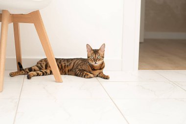 Animals. Bengal thoroughbred, domestic contented and beautiful cat lies on the floor in the home interior and looks into the camera.