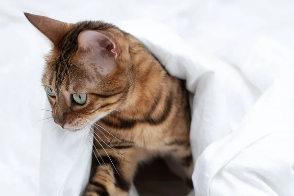 Animal Thoroughbred Beautiful Domestic Striped Red Bengal Cat Lies Bed — Fotografia de Stock