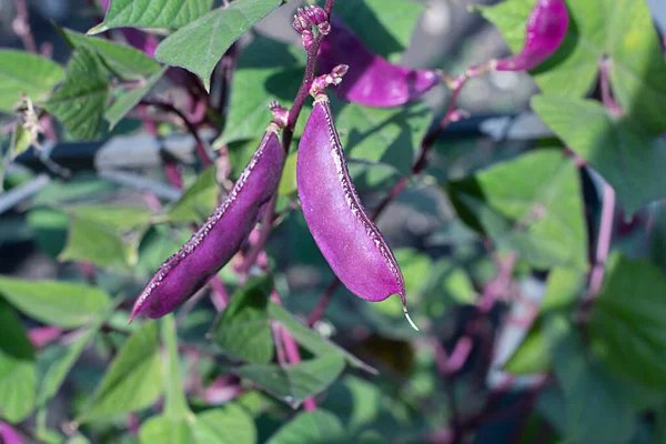 Nature. Plant. A bush of purple beans with green leaves close-up at the dacha in summer. Soft focus. horizontal.