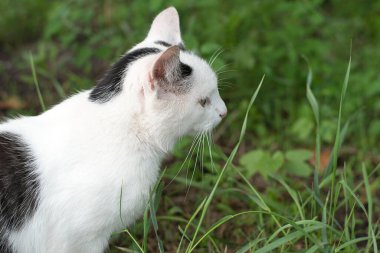 Animal. A white yard cat with black spots walks on the green grass in the summer. Close-up. soft focus.