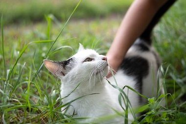 Animal. A childs hand strokes a white yard cat with black spots. Walk in nature in the summer on the green grass. Close-up. soft focus. Concept.