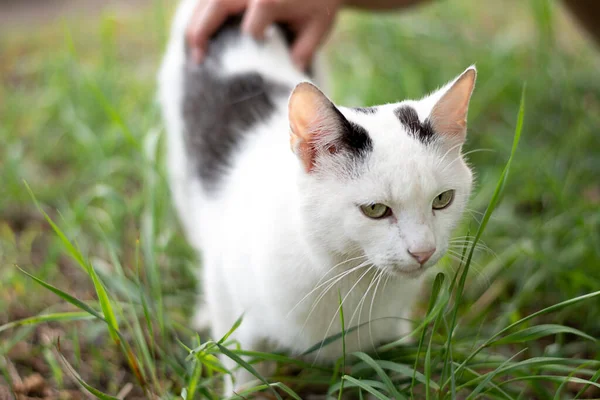Animal Childs Hand Strokes White Yard Cat Black Spots Walk — Stockfoto
