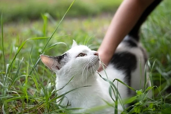 Animal Childs Hand Strokes White Yard Cat Black Spots Walk — Foto Stock