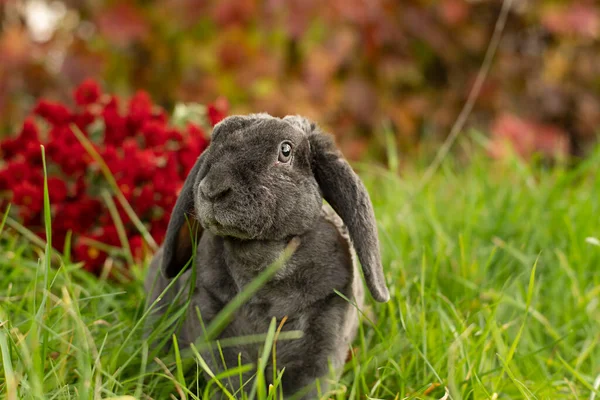 Animal. A gray rabbit sits on green grass against a background of burgundy flowers in the fresh air. Concept. Plush wool. Symbol of 2023. Easter. Close-up. Soft focus.