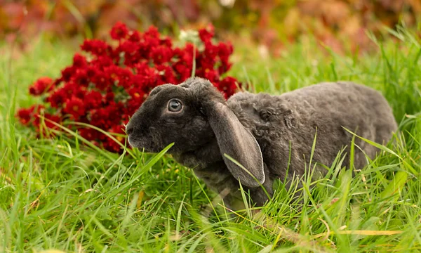 Djur Grå Kanin Sitter Grönt Gräs Mot Bakgrund Vinröda Blommor — Stockfoto