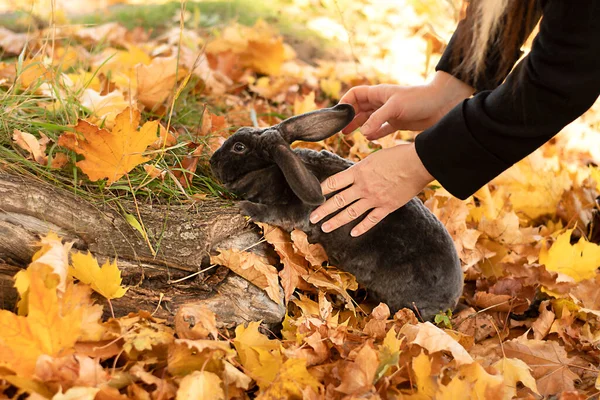 Weibliche Hände Fangen Draußen Park Einen Grauen Plüschhasen Mit Langen — Stockfoto