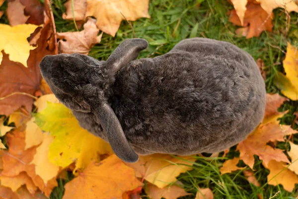 Schöne Graue Kaninchen Herbstblättern Draufsicht Symbol Des Jahres Konzept Nahaufnahme — Stockfoto