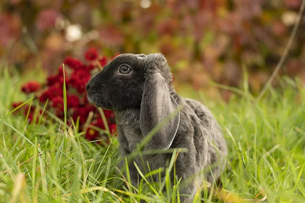 Животное Серый Кролик Сидит Зеленой Траве Фоне Бургундских Цветов Свежем — стоковое фото