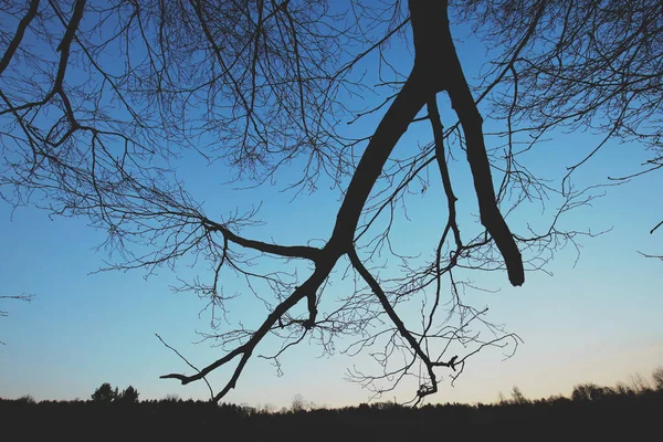 Arka Planda Mavi Gökyüzü Olan Ağaç Dalları Orman Silueti — Stok fotoğraf