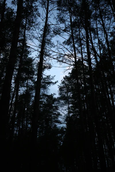 Floresta Escura Raios Sol Brilhando Levemente Através Das Árvores — Fotografia de Stock