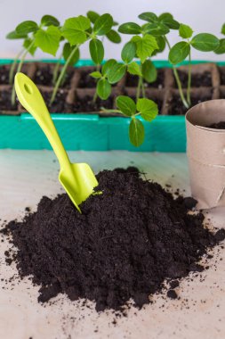 Bir avuç toprağa bir bahçe küreği yerleştirilir. Tohum nakli için kağıt kaplarda verimli toprakları dolduruyorlar..
