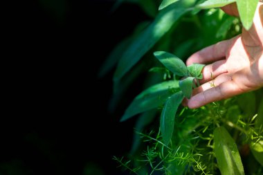 Bahçede adaçayı otları, refah ve doğa kavramları topluyorum.