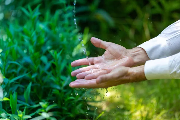 Basilicumkruiden Verzamelen Tuin Welzijn Natuurconcepten — Stockfoto