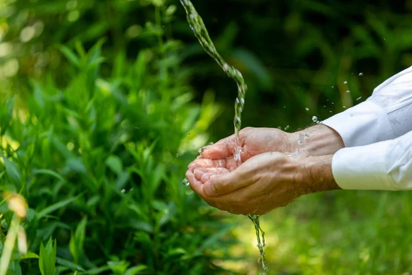 Basilicumkruiden Verzamelen Tuin Welzijn Natuurconcepten — Stockfoto