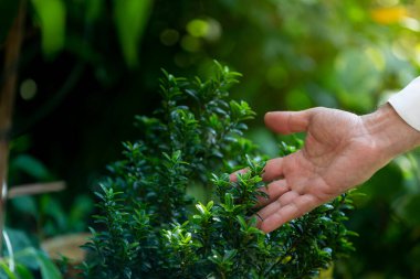 Bahçede aromatik bitkiler toplamak, refah ve doğa kavramları.