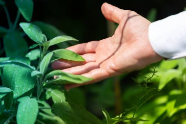 Bahçede adaçayı otları, refah ve doğa kavramları topluyorum.