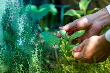 Bahçede naneli otlar, refah ve doğa kavramları topluyoruz.