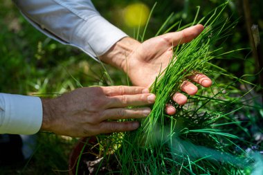 Bahçede soğan, refah ve doğa kavramları topluyoruz.