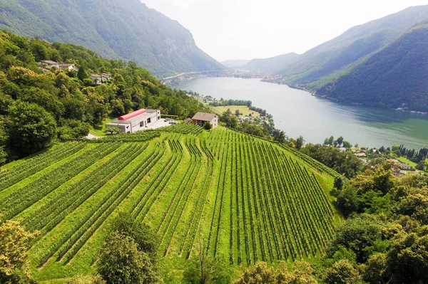 Aerial View Vineyards Fields Switzerland Close Lugano City — Stock fotografie