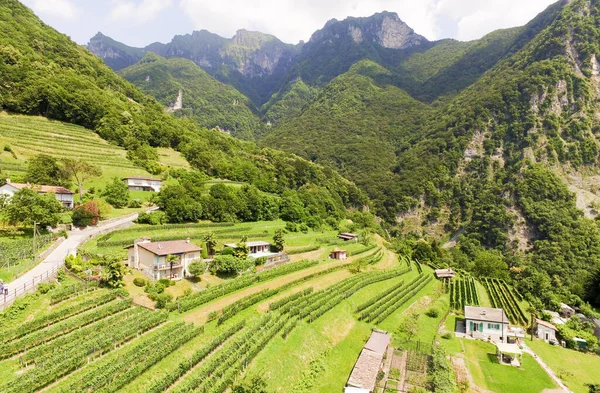 Vista Aérea Campos Viñedos Suiza Cerca Ciudad Lugano — Foto de Stock