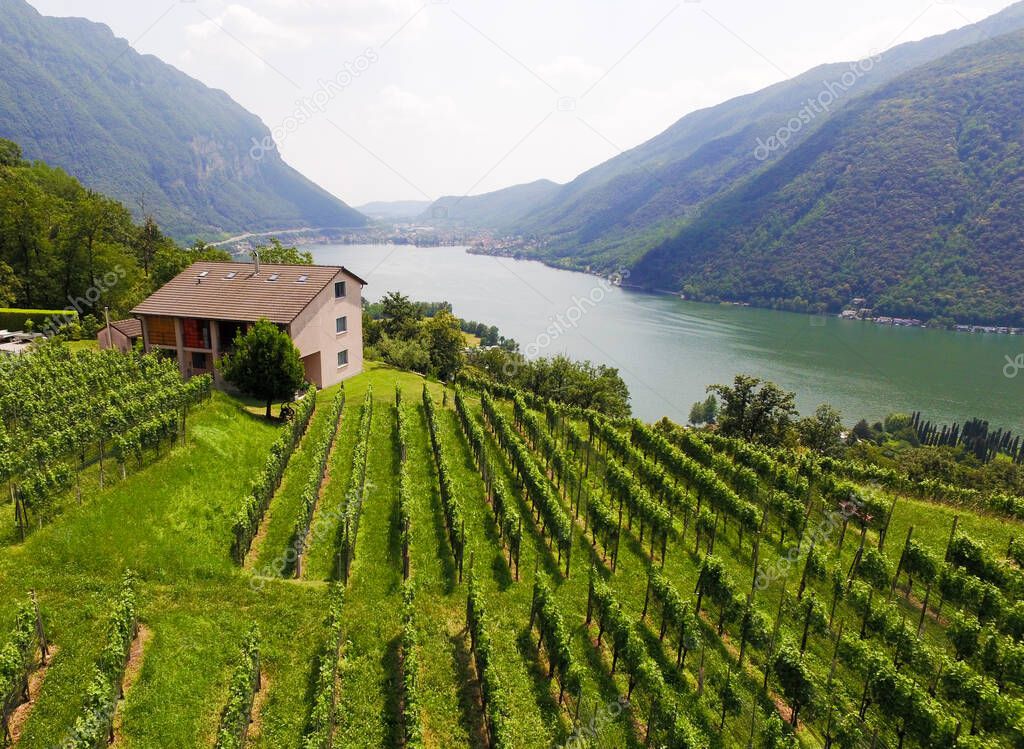 Aerial view of vineyards fields in Switzerland, close to Lugano city