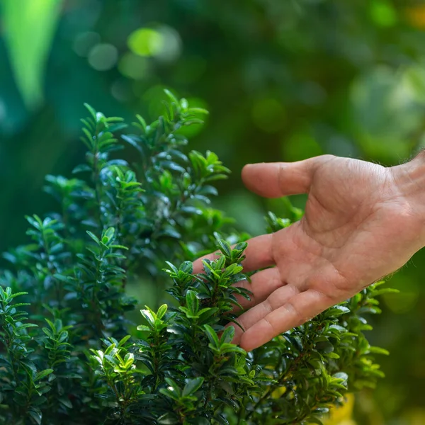 Collecting Aromatic Herbs Garden Wellbeing Nature Concepts —  Fotos de Stock