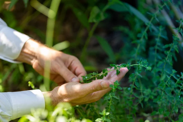 Collecting Aromatic Herbs Garden Wellbeing Nature Concepts — Stock Fotó