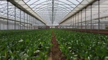 amazing greenhouse with green plants