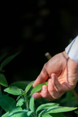 Bahçede adaçayı otları, refah ve doğa kavramları topluyorum.