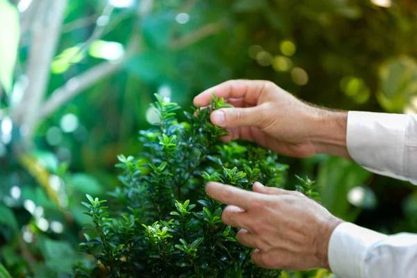 Samla Aromatiska Örter Trädgården Välbefinnande Och Natur Koncept — Stockfoto