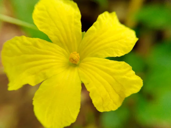 Hořký Meloun Květ Krásnou Žlutou Barvou — Stock fotografie