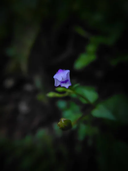 Фиолетовое Фото Цветка Травы — стоковое фото