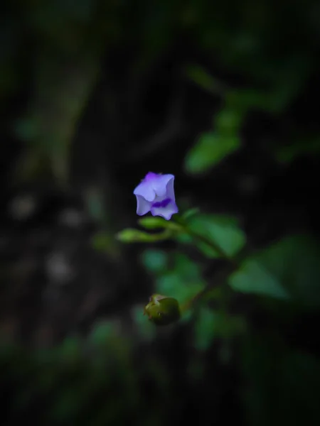 Viola Erba Fiore Macro Foto — Foto Stock