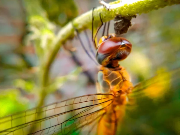 Eine Libelle Thront Auf Einer Pflanze — Stockfoto