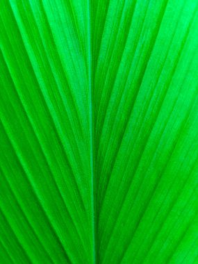 aromatik zencefil yaprağı dokusu