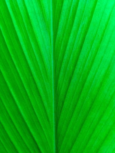 Aromatic Ginger Leaf Texture — Stock Photo, Image