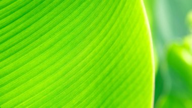 Yazın güneş ışığı altında bahçede Muz Yeşil Yaprak 'ın yakın doğa görüntüsü. Doğal yeşil bitkiler arka plan ya da duvar kağıdı olarak kullanılıyor.