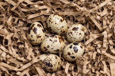 Sepette bıldırcın yumurtası. Yakın plan. Yukarıdan görünüm