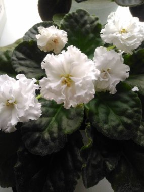 Violet en güzel çiçeklerden biridir..