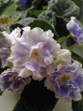 Violet en güzel çiçeklerden biridir..