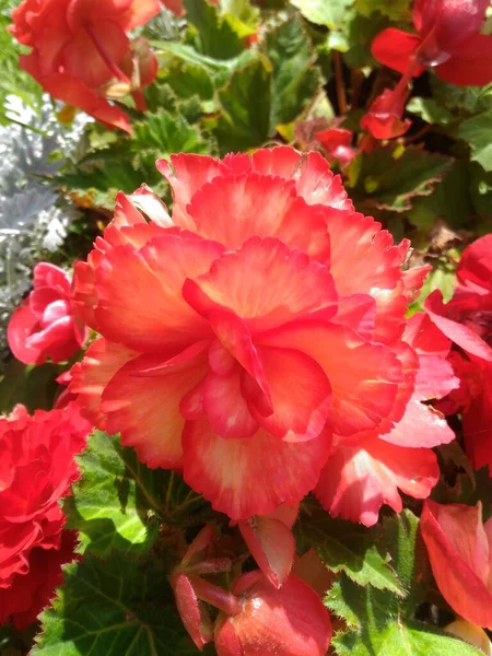 Fiowers Garden Garden Flowers — Stock Photo, Image