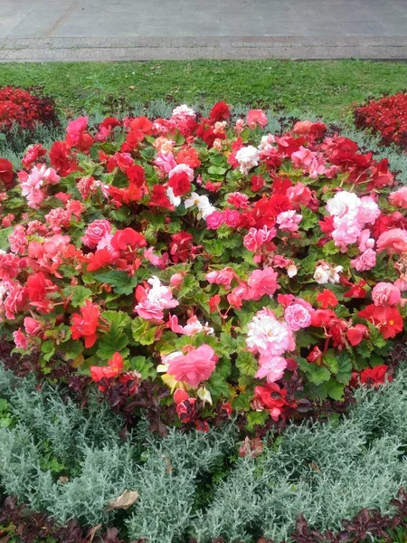 Fiowers Ogrodzie Kwiaty Ogrodowe — Zdjęcie stockowe