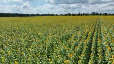 Harvest of sunflowers in Ukraine. Flight over the field on a cloudy day. High quality 4k footage
