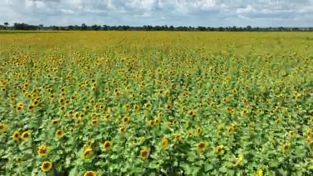 Harvest Sunflowers Ukraine Flight Field Cloudy Day High Quality Footage — Αρχείο Βίντεο